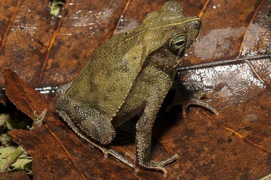 Image of beaked toads