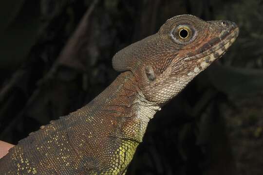 Image of Western Basilisk