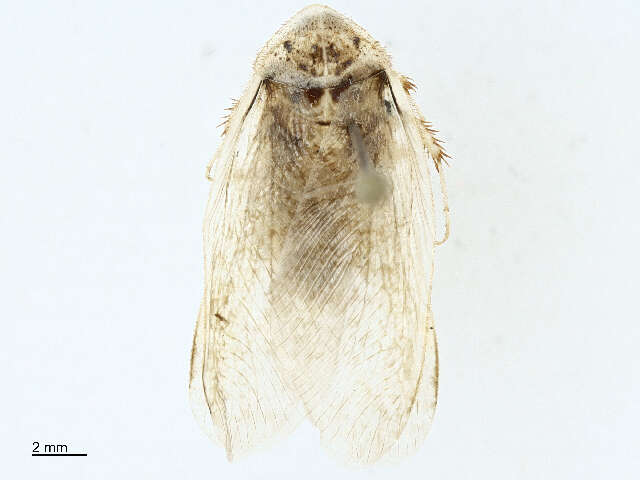 Image of Corydioidea