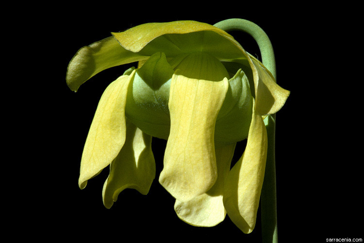 Image of <i>Sarracenia flava</i> var. <i>rubricorpora</i>