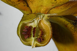 Image of Yellow pitcher plant