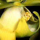 Sivun Sarracenia flava L. kuva
