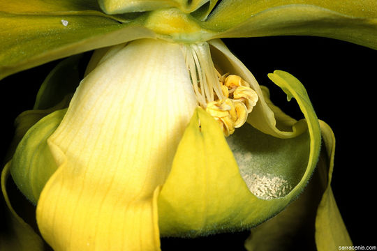 Image of Yellow pitcher plant