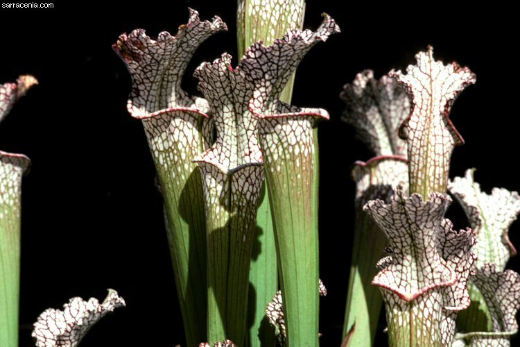 Image of crimson pitcherplant