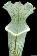 Image of crimson pitcherplant