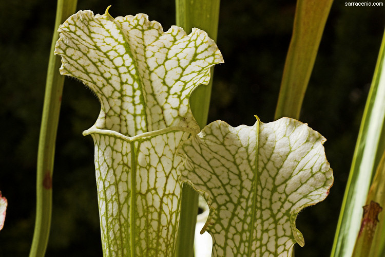 Image of crimson pitcherplant