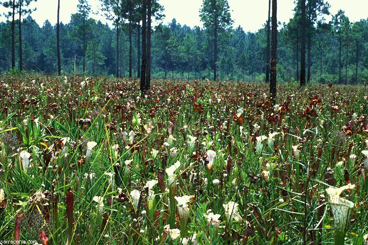 Image of crimson pitcherplant