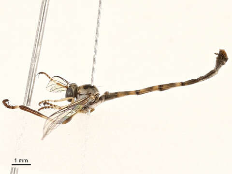 Image of Leptogaster