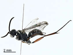 Image of Cuckoo Spider Wasps