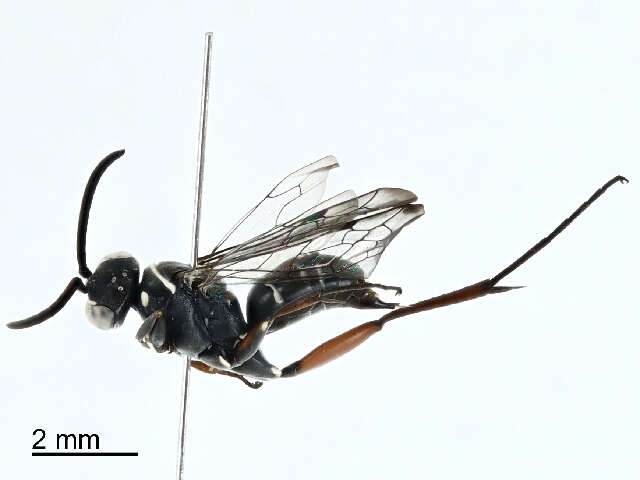 Image of Cuckoo Spider Wasps