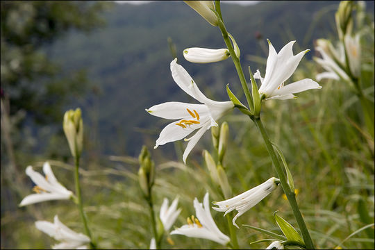 Image of St. Bruno's Lily