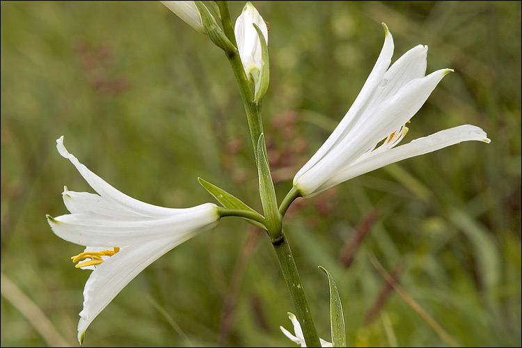 Image of St. Bruno's Lily