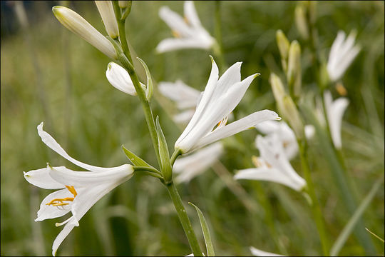Image of St. Bruno's Lily