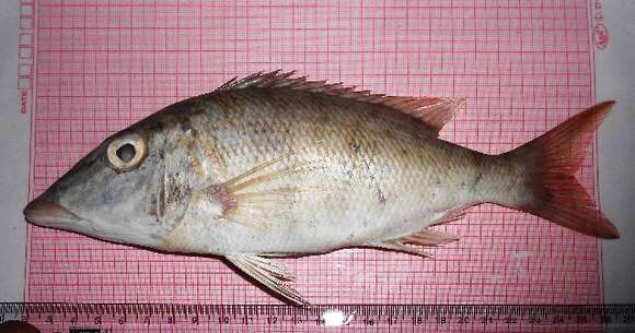 Image of Lethrinus