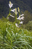 Image of St. Bruno's Lily