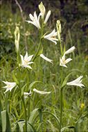 Image of St. Bruno's Lily