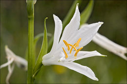 Image of St. Bruno's Lily