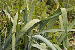 Image of St. Bruno's Lily