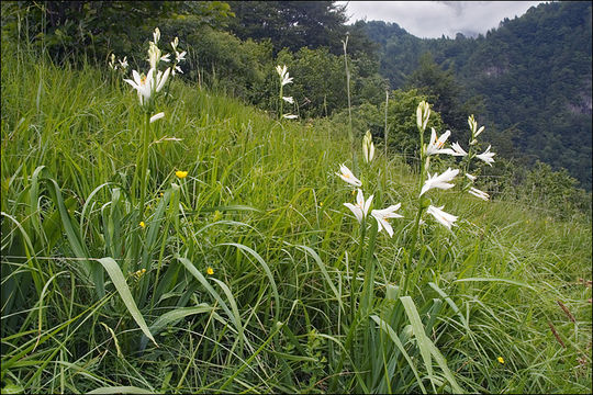 Image of St. Bruno's Lily