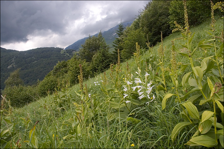 Image of St. Bruno's Lily