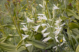 Image of St. Bruno's Lily