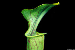 Image of Green Pitcherplant