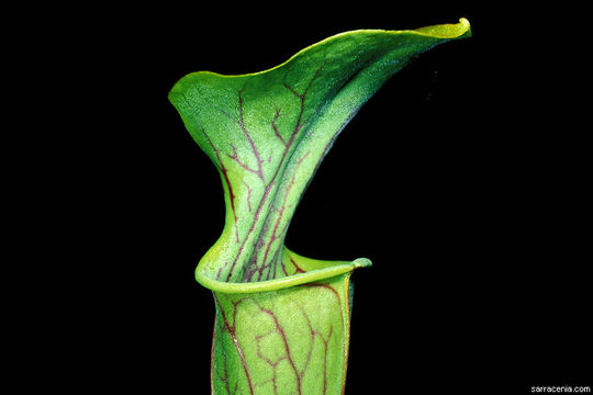 Image of Green Pitcherplant