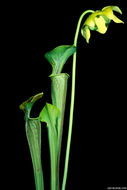 Image of Green Pitcherplant