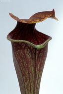 Image of Green Pitcherplant