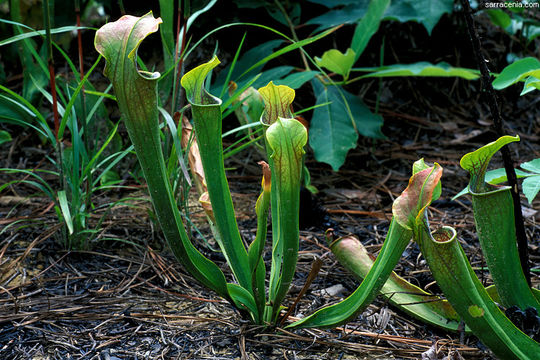 Image of Green Pitcherplant