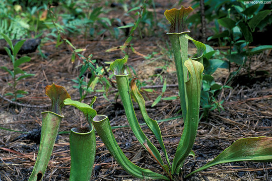 Image of Green Pitcherplant