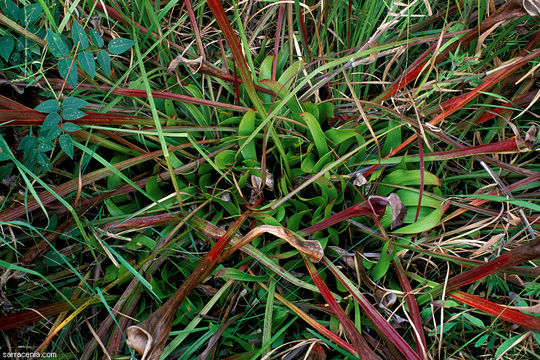 Image of Green Pitcherplant