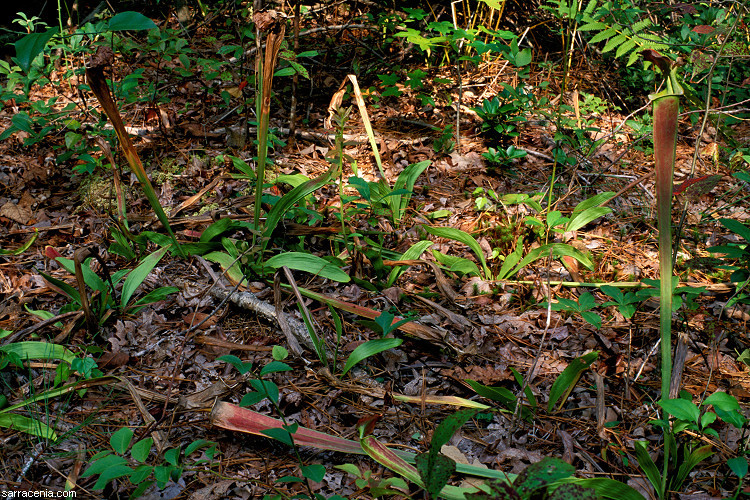 Image of Green Pitcherplant