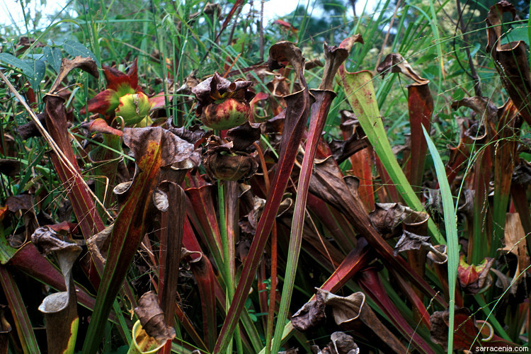 Image of Green Pitcherplant