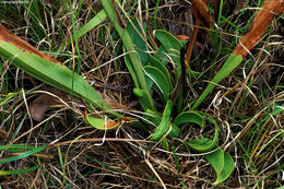 Image of Green Pitcherplant