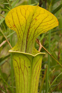 Image of Green Pitcherplant