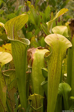 Image of Green Pitcherplant