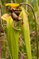 Image of Green Pitcherplant