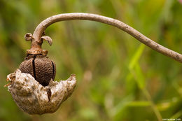 Image of Green Pitcherplant