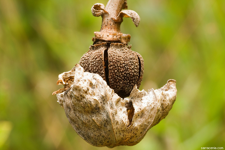 Image of Green Pitcherplant