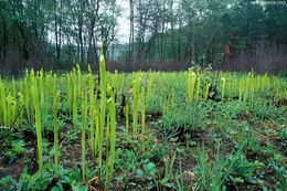 Image of Green Pitcherplant