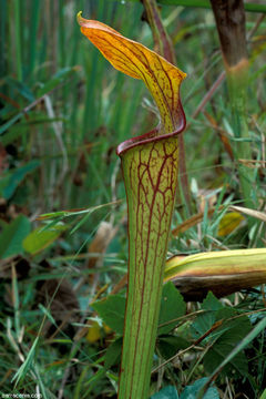 Image of Green Pitcherplant