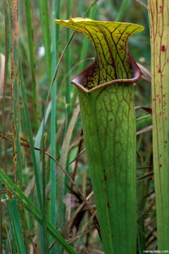 Image of Green Pitcherplant