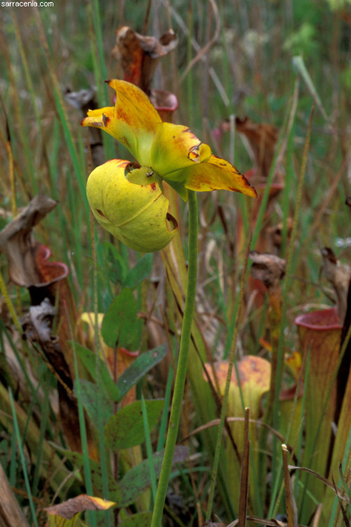 Image of Green Pitcherplant