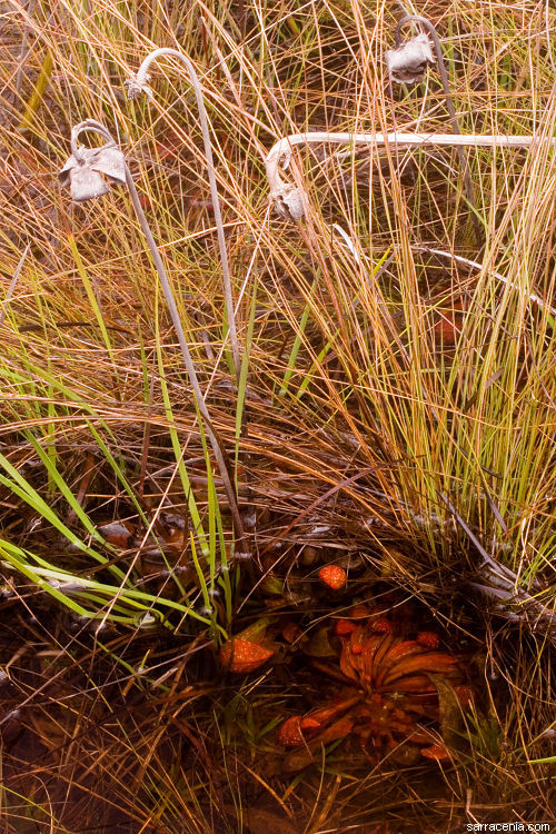 Plancia ëd Sarracenia psittacina Michx.