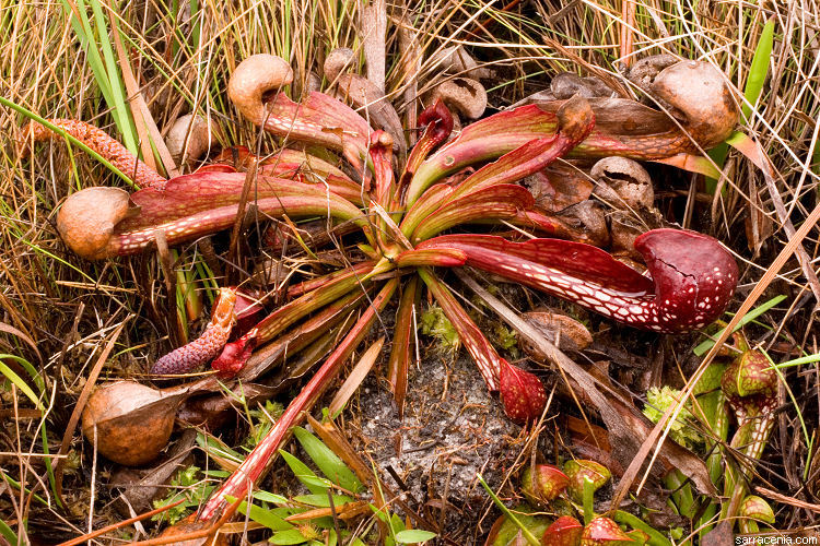 Image of parrot pitcherplant