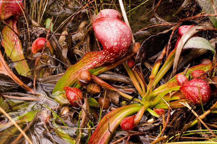 Plancia ëd Sarracenia psittacina Michx.