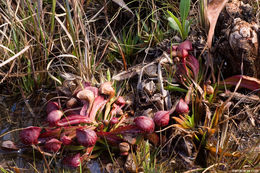 Plancia ëd Sarracenia psittacina Michx.