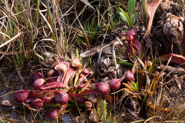 Image of parrot pitcherplant