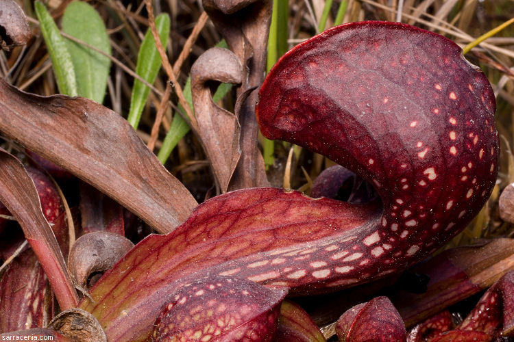 Plancia ëd Sarracenia psittacina Michx.